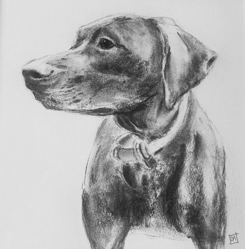 Had to try a darker dog so my friend Quin  became the subject of this one.