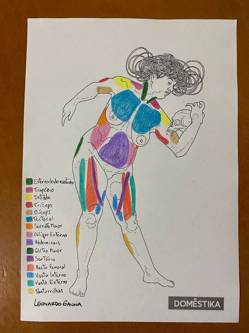 Musculatura