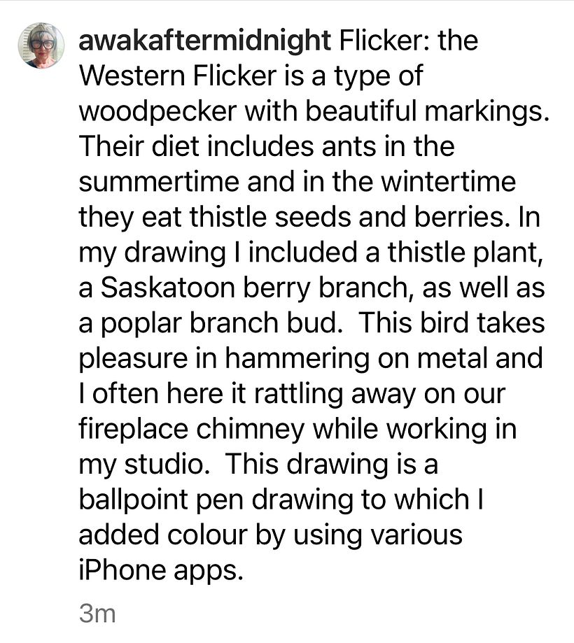 Western Flicker