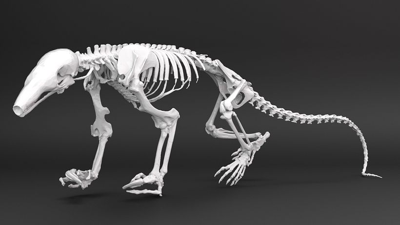 Bachelor degree best renders. 9