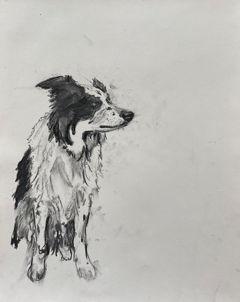 My dog, Tucker  -  12 year old border collie 