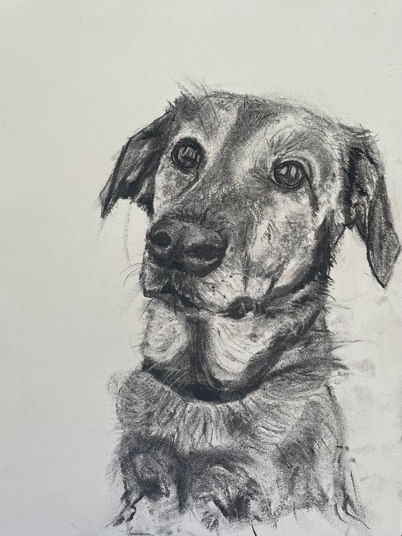 My daughter's dog - Satchmo