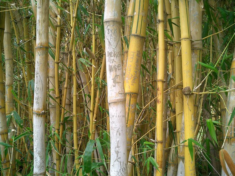 Sydney research trip – Botanic Gardens