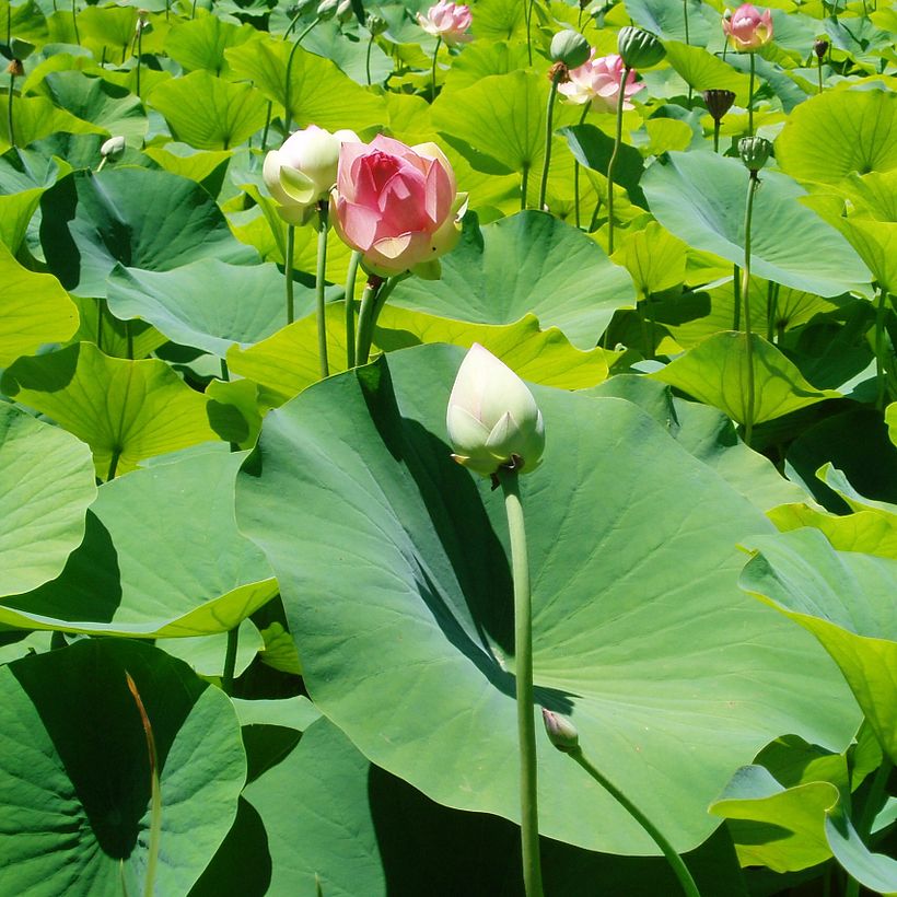 Research trip – Botanic Gardens, Adelaide, South Australia