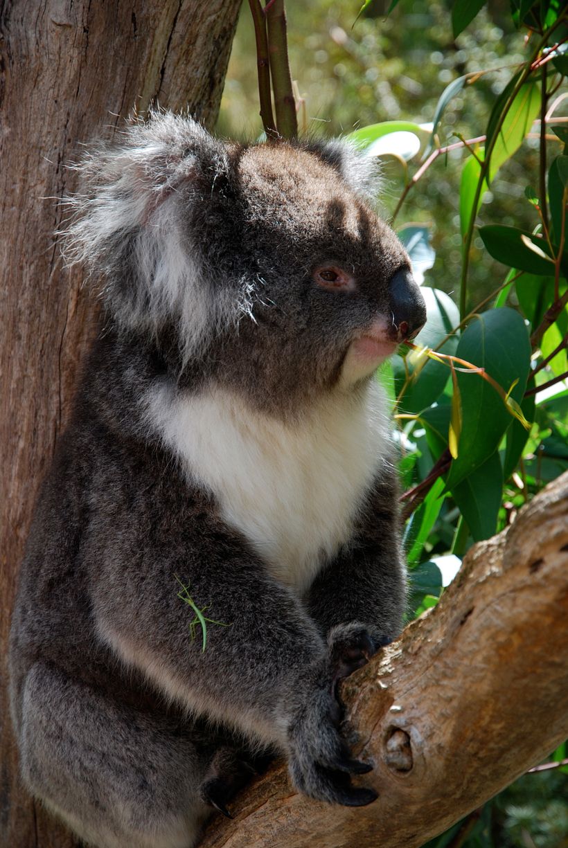 Research trip – Cleland Wildlife Park, Adelaide Hills, South Australia