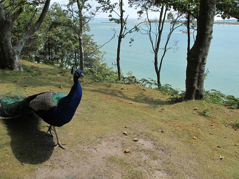 Research Trip – Brownsea Island, UK