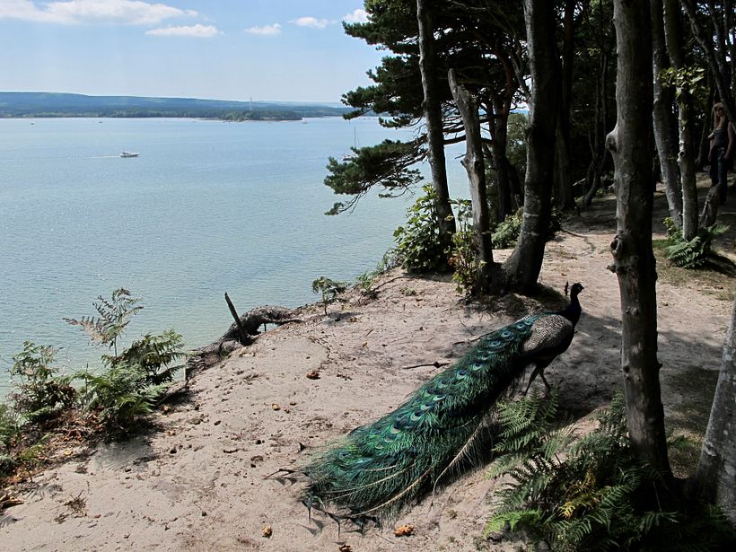 Research Trip – Brownsea Island, UK
