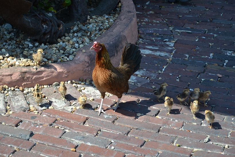 Research trip – Key West, USA