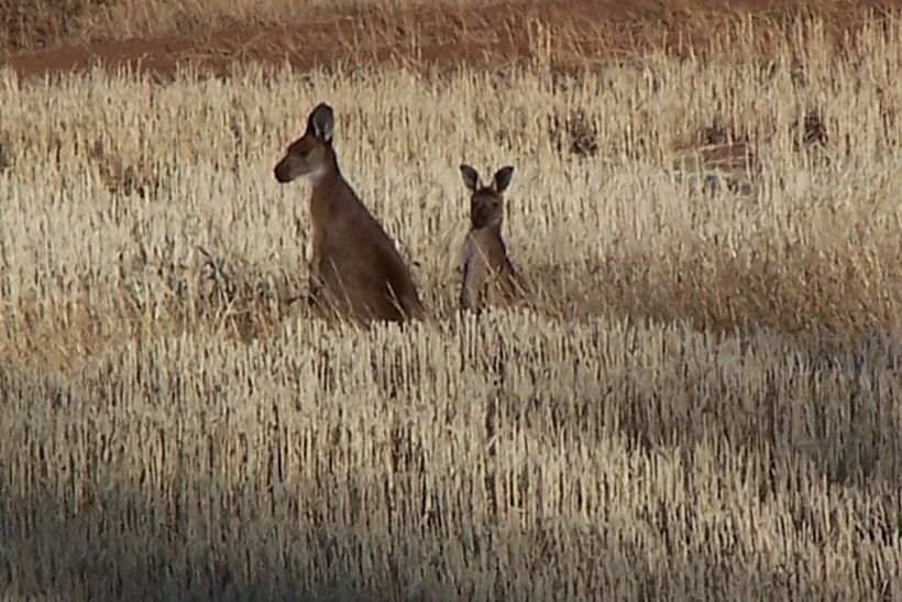 Research Trip – South Australia