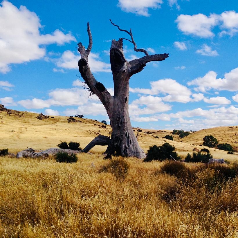 Research Trip – Eden Valley, South Australia