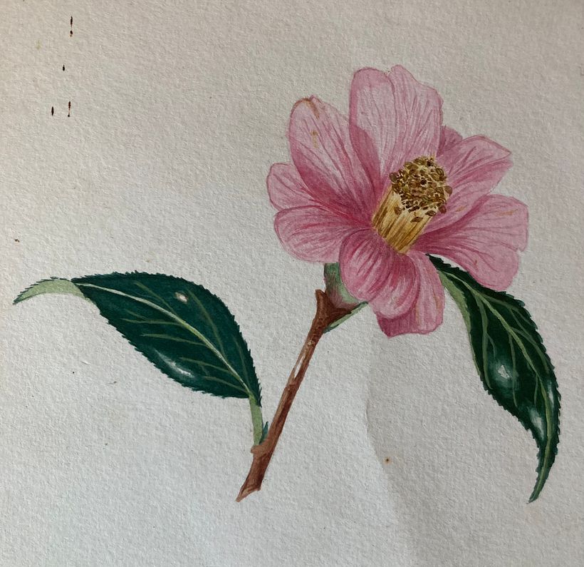 Botanicals  2