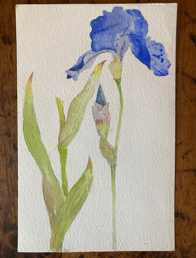 Botanicals  3