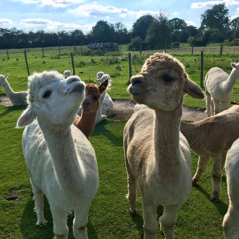 Research pic – alpacas