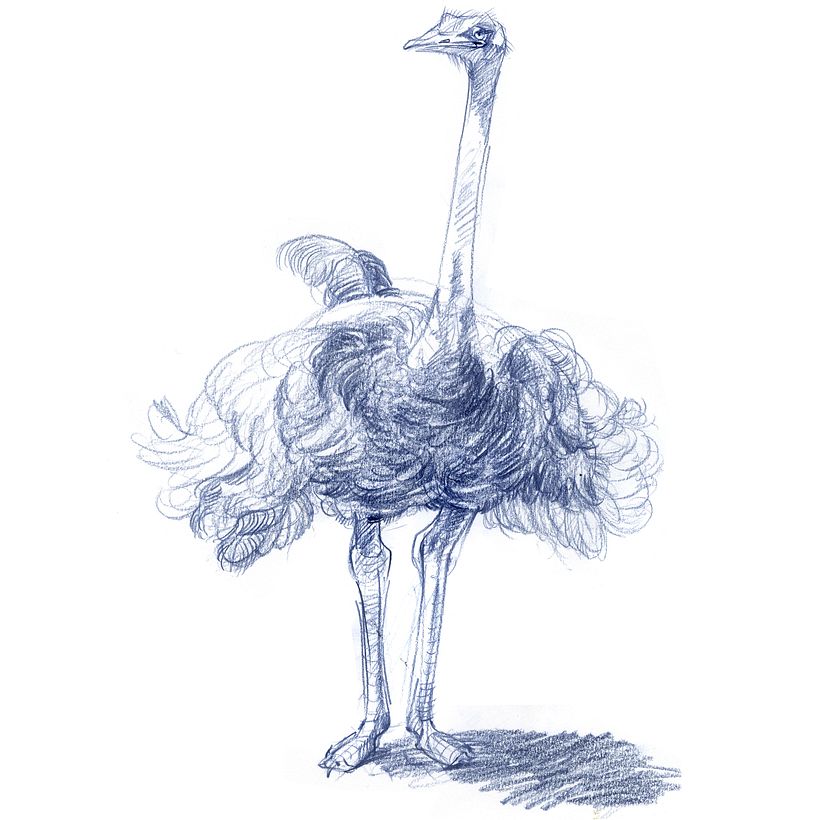 Drawing the Natural World 4