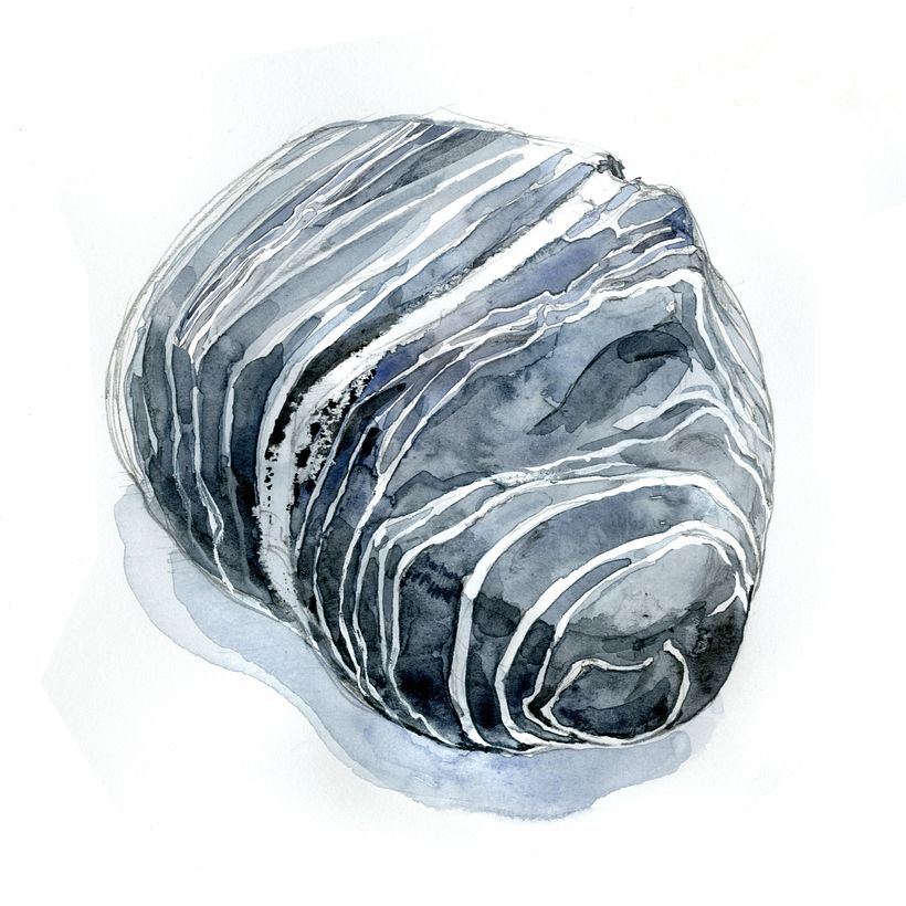 Drawing the Natural World 18