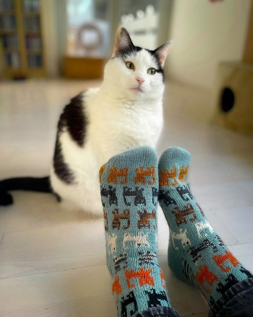 Herding Cats socks 1
