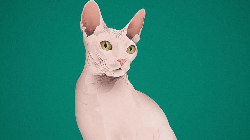Vector Illustrations 1