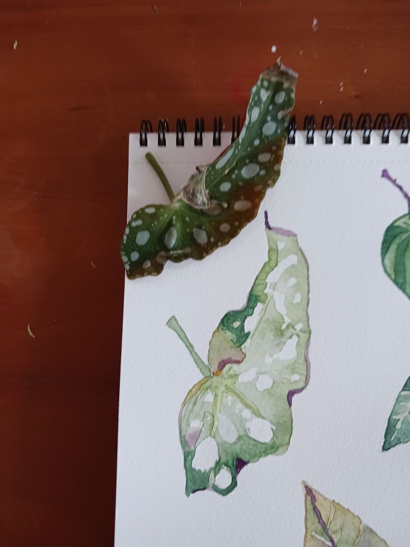 My project for course: Botanical Watercolor for Patterns 7