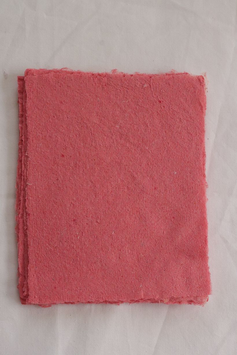 Focus Fuchsia 6