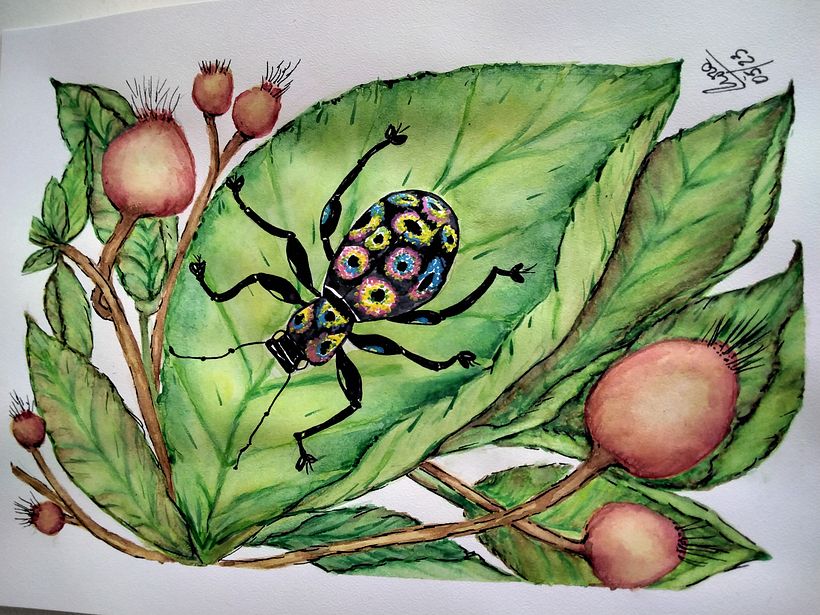 coloracion Aposemiatica del Gorgojo Arcoiris asiatico.