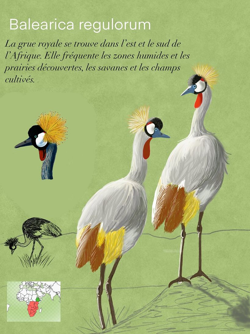 My project for course: Naturalist Animal Illustration with Procreate 2