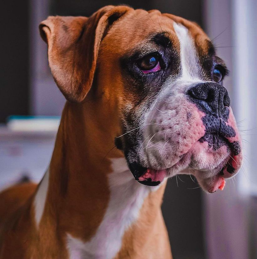 La prima cosa che ho fatto è stata scegliere la foto di riferimento che volevo dipingere.