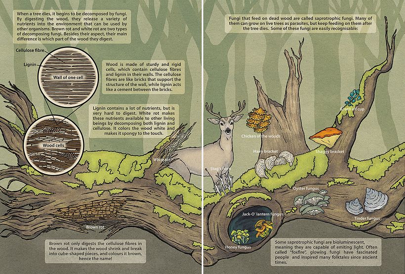 Mi proyecto del curso: Ilustración informativa: despierta la curiosidad 1