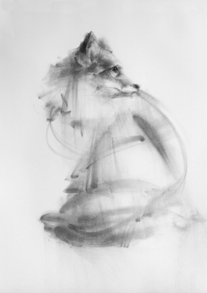 Dibujo al carboncillo, paso a paso, zorro