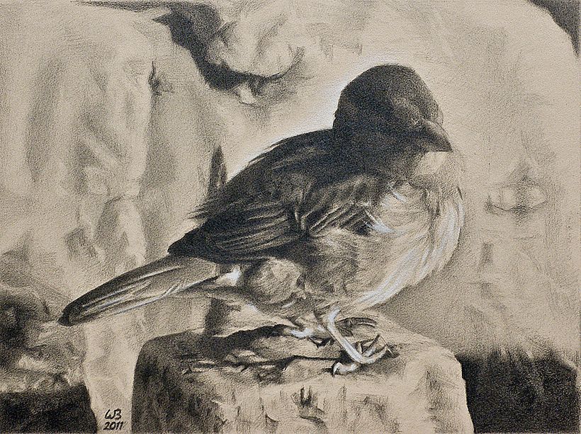 Henrietta - graphite and white charcoal on paper