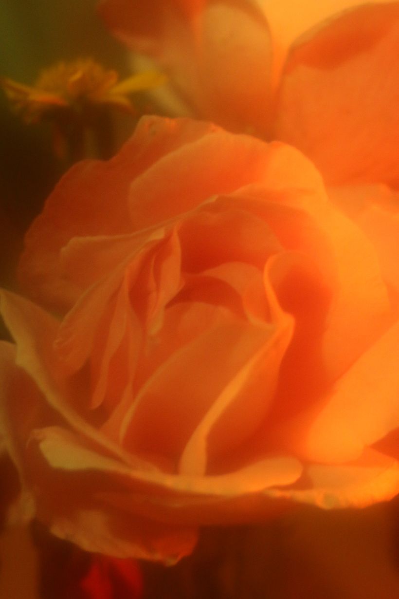 Flores 2