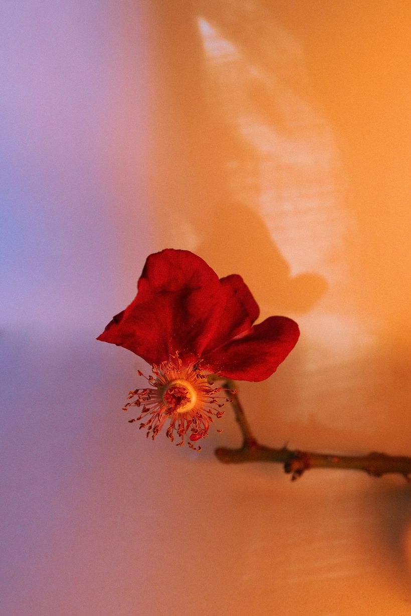 Flores 2