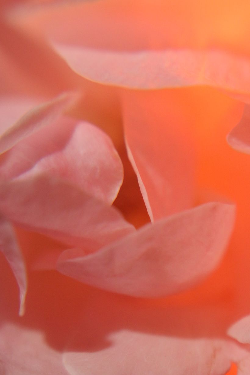 Flores 3