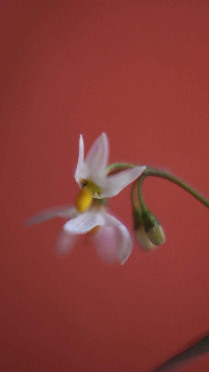 Flores 4