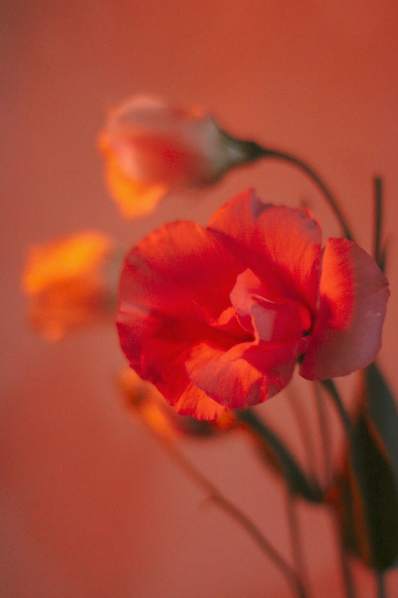 Flores 6