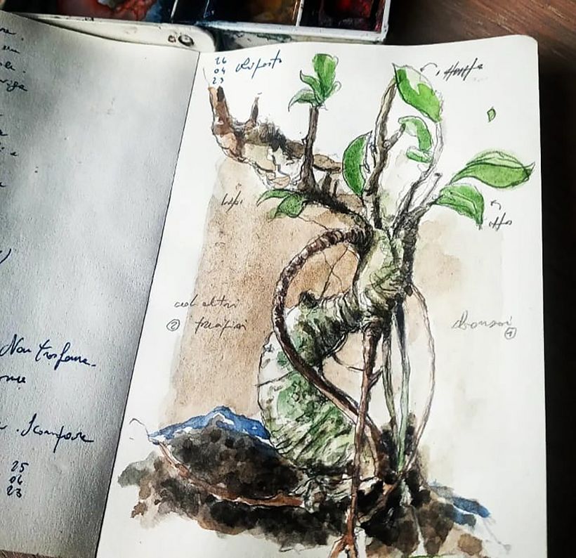 bonsai e altri precipizi 2