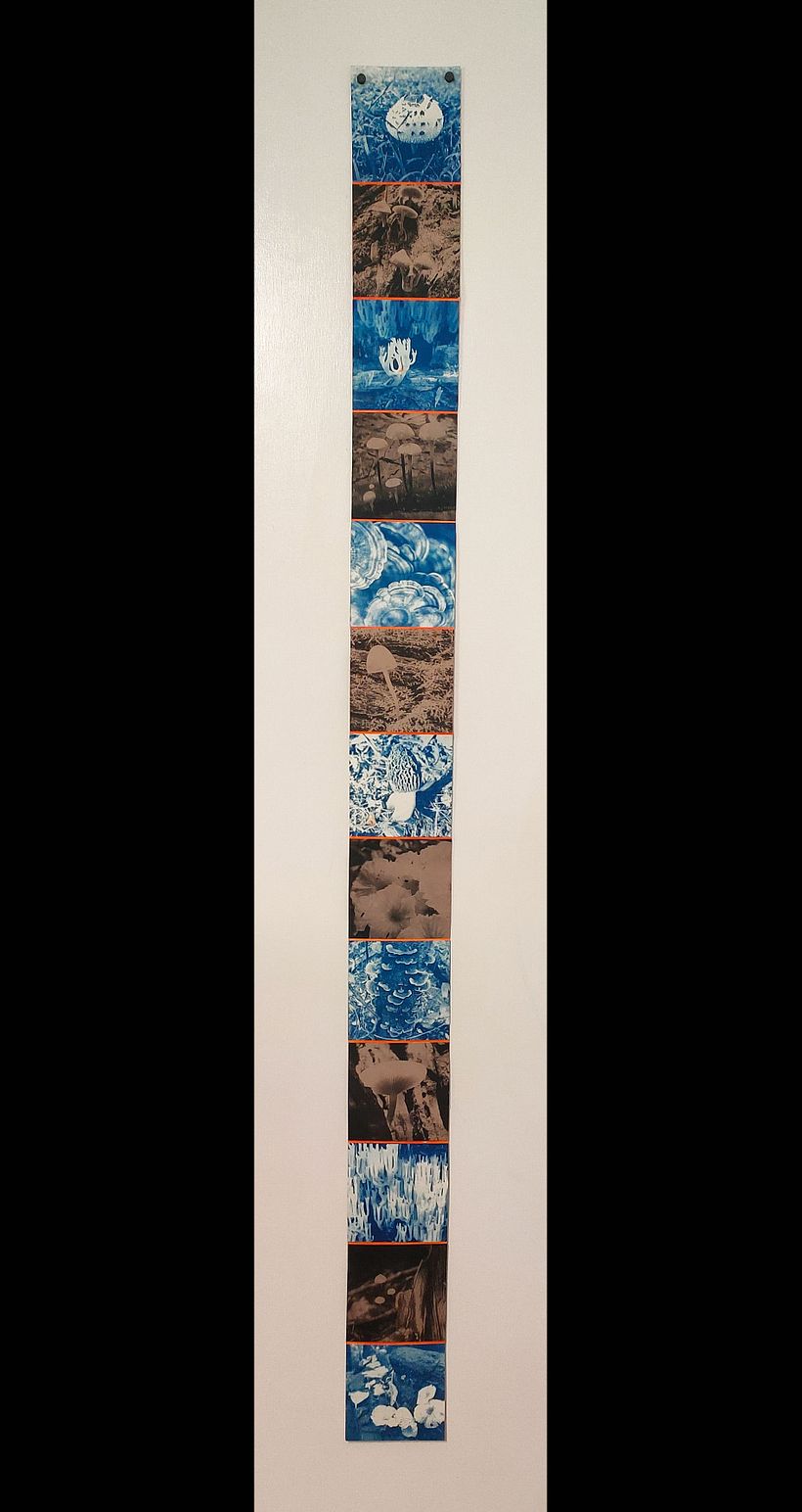 My final project - The fungi of the Blackall Range. Cyanotype and green tea toned cyanotype on Pescia paper. 156 cm x 12 cm.