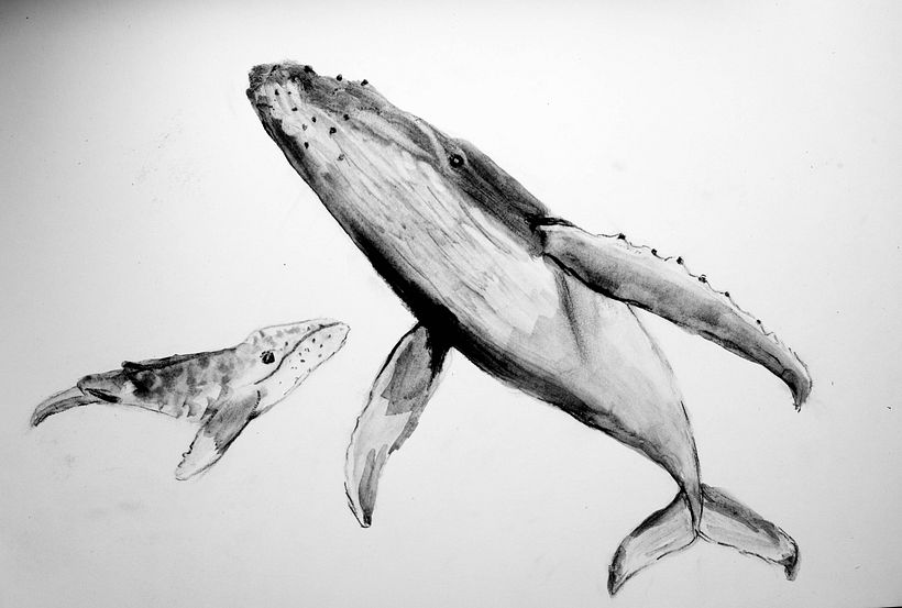 My project for course: Animal Illustration with Charcoal and Ink 12