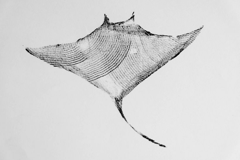 My project for course: Animal Illustration with Charcoal and Ink 8
