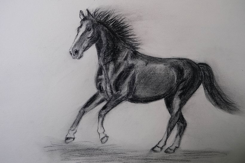 My project for course: Animal Illustration with Charcoal and Ink 11