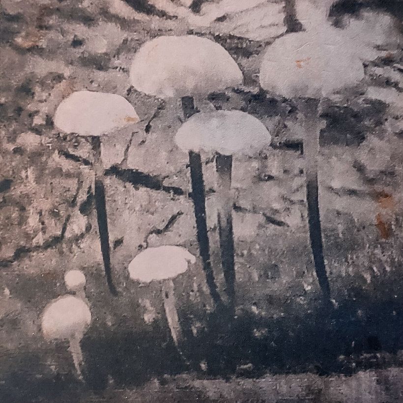 A much magnified image of small fungi in moss. Canon Coolpix P900 camera with 83x zoom.