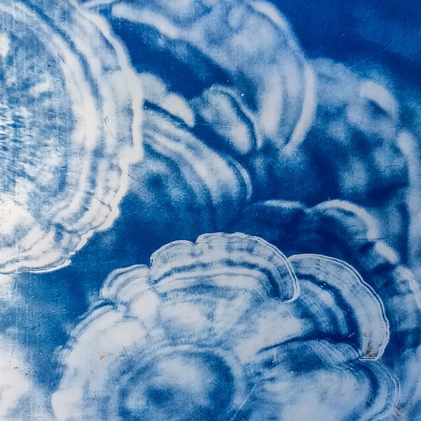 Another segment from a larger photo with shallow depth of field. Worked out better than expected.
