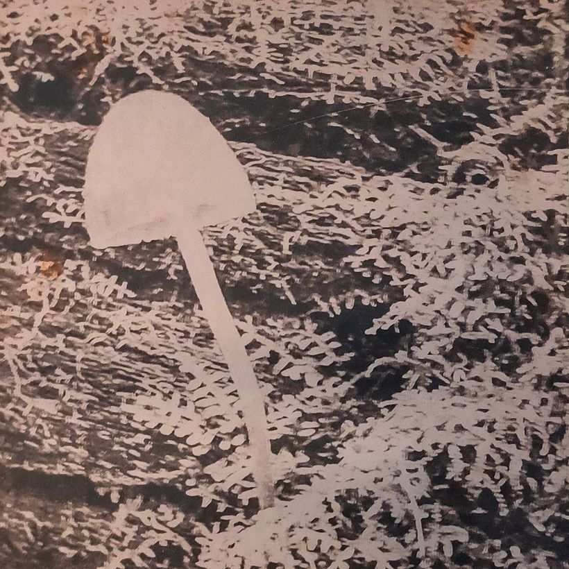 I would have liked a bit more detail in the mushroom. I like the abstract quality of the moss.