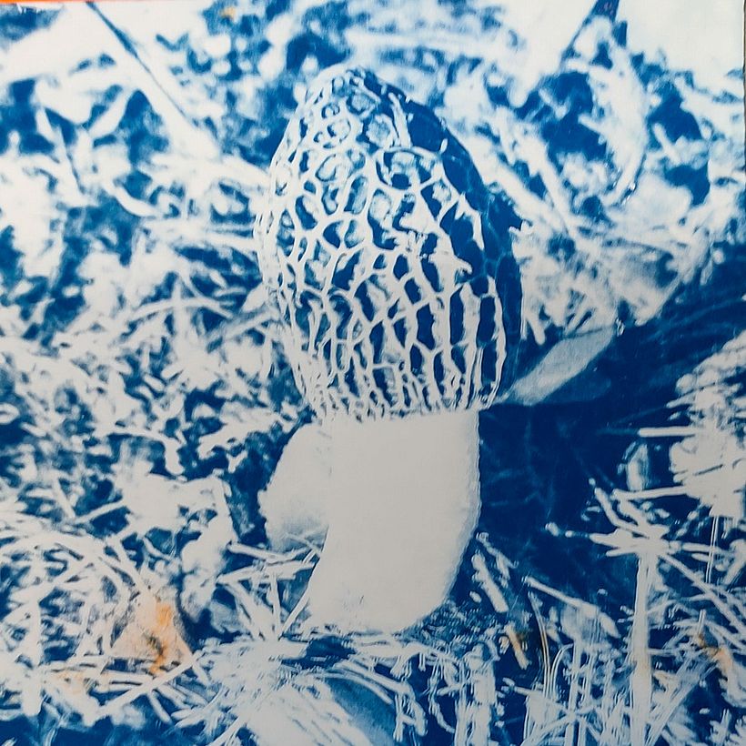 This was a reasonably sharp photo - but the cyanotype process has blurred it a bit.