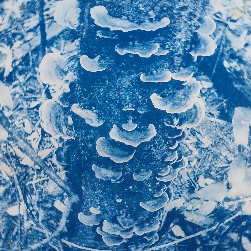 The photographs were generally taken in dim light in the rainforest - but the cyanotypes were exposed in bright sunlight.