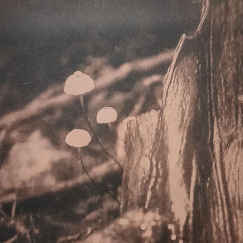 These were tiny - about pin head size. Probably a section of a phone photo.