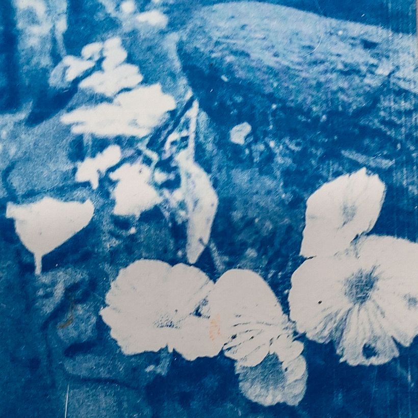 Split fungi - dangerous to breath in as lungs can be impaired. Not a good photo or cyanotype,but does look okay in real life.