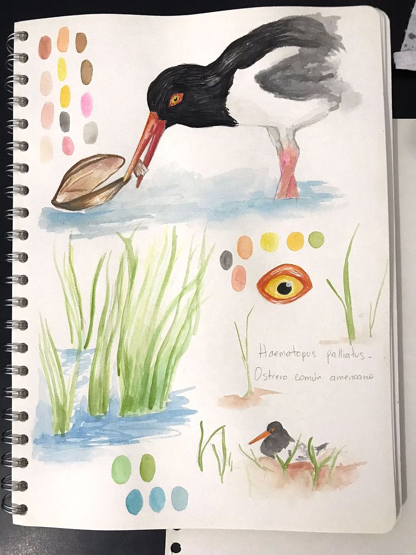Apuntes- Pintaura Acuarela. Apuntes - Haematopus palliatus - Ostrero americano 