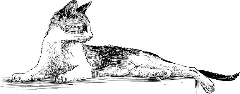 realistic cat drawing