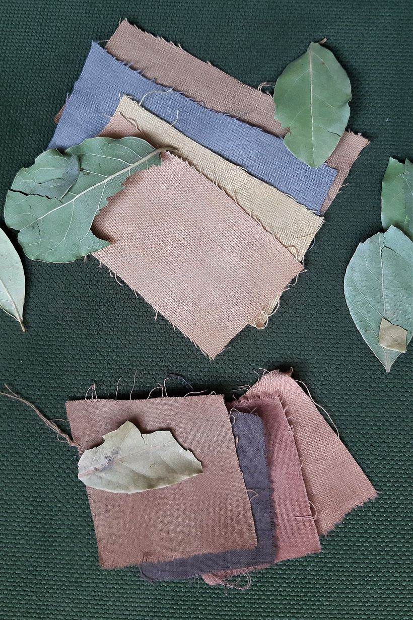 Bay leaf