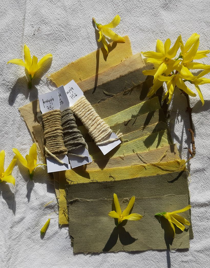 forsythia